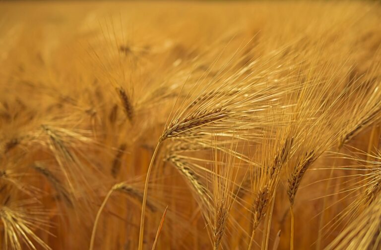 barley, cereals, spike-5551963.jpg