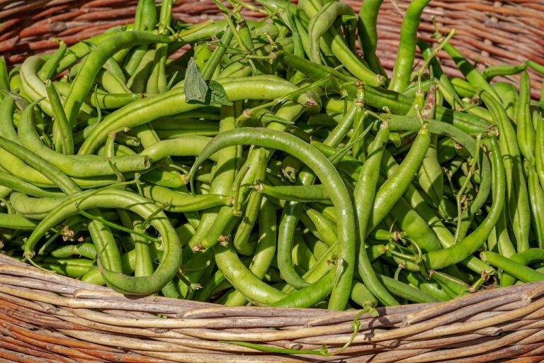 bush beans, vegetable, harvest-3702999.jpg
