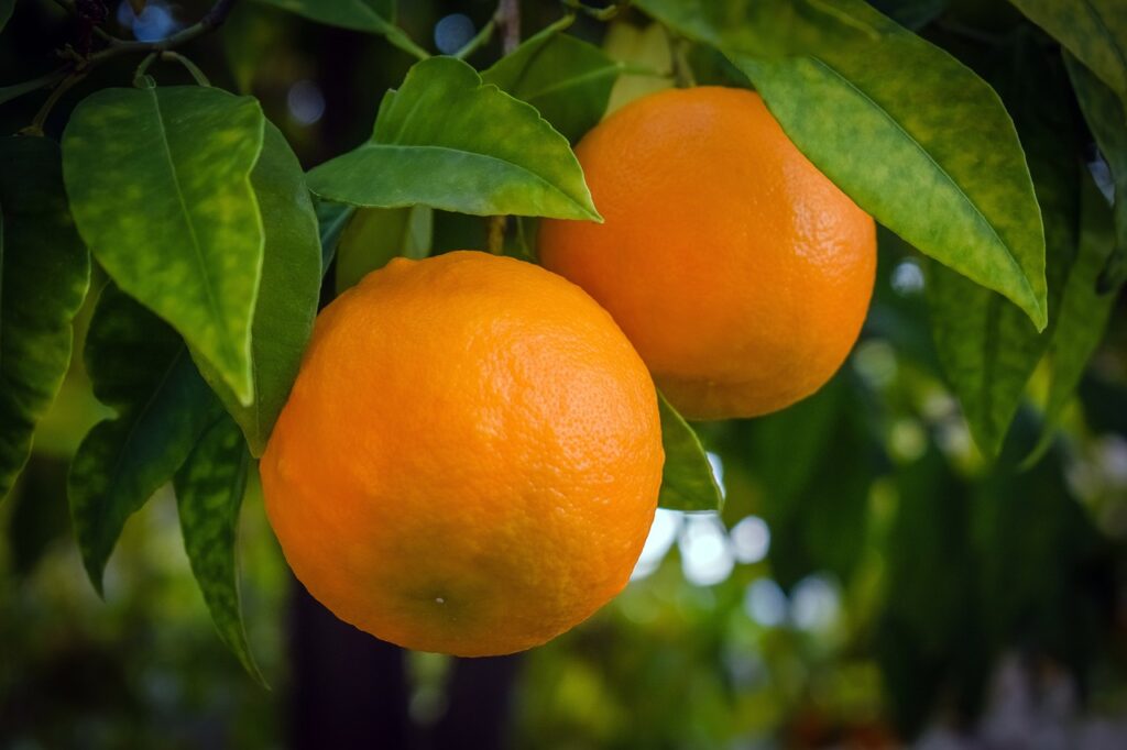 orange, tree, fruit-4789546.jpg