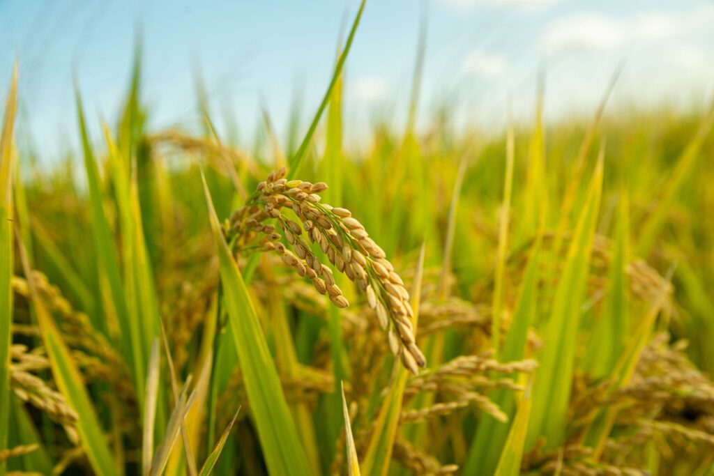 rice, field, crops-6739554.jpg